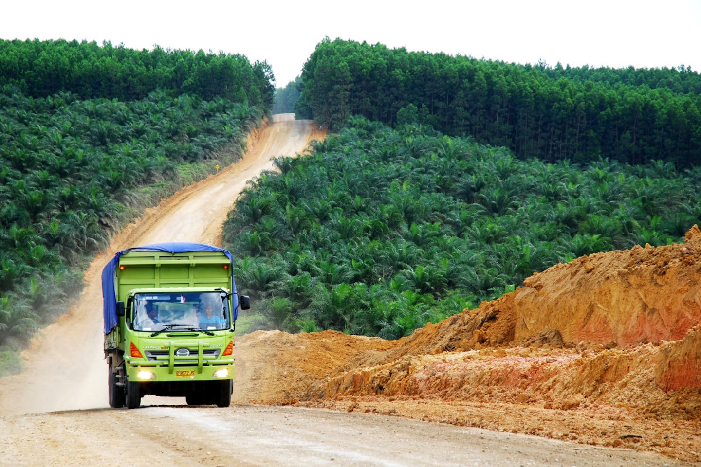 palm oil plantation in indonesia