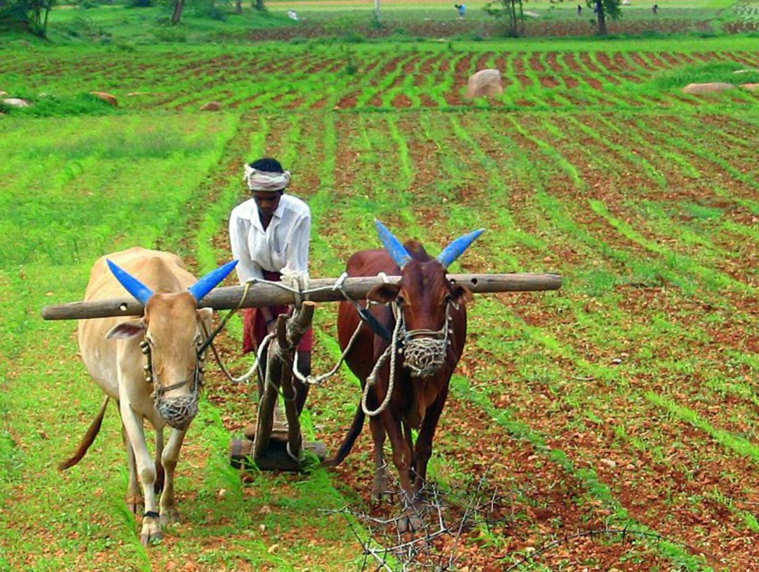 farmer in india