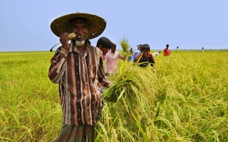 Bangladeshi farmer harvesting paddy