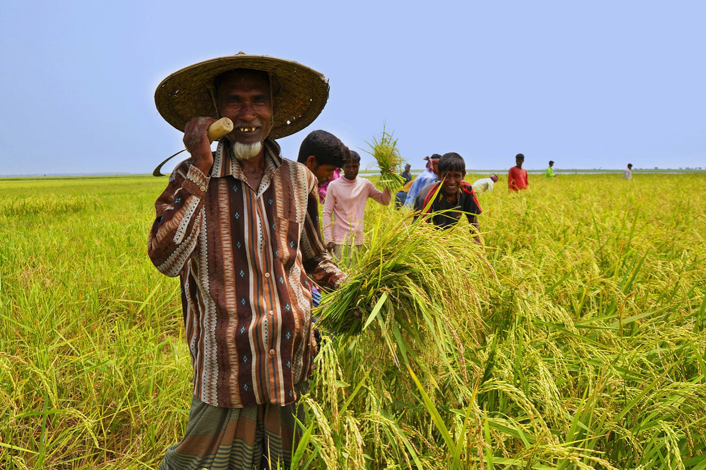Bangladeshi farmer harvesting paddy