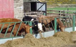 Cattle at Backburn Farm