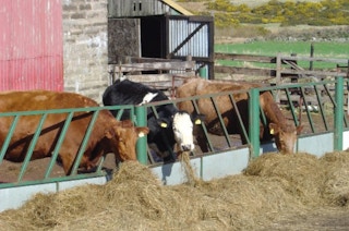 Cattle at Backburn Farm