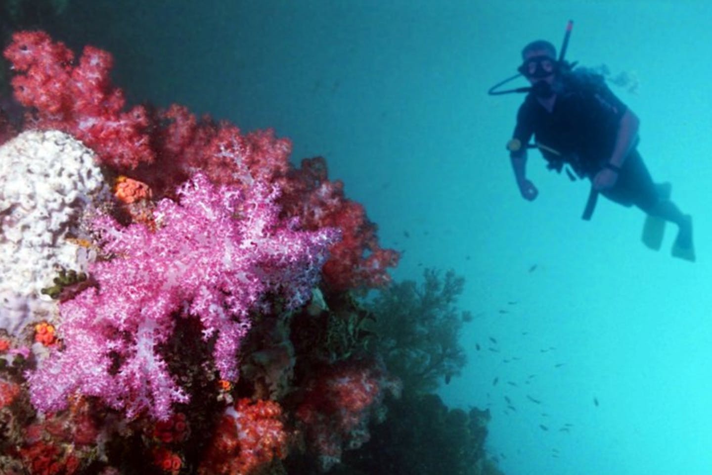 diving in pulau sibu