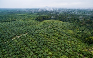 palm oil forest in sentabai village