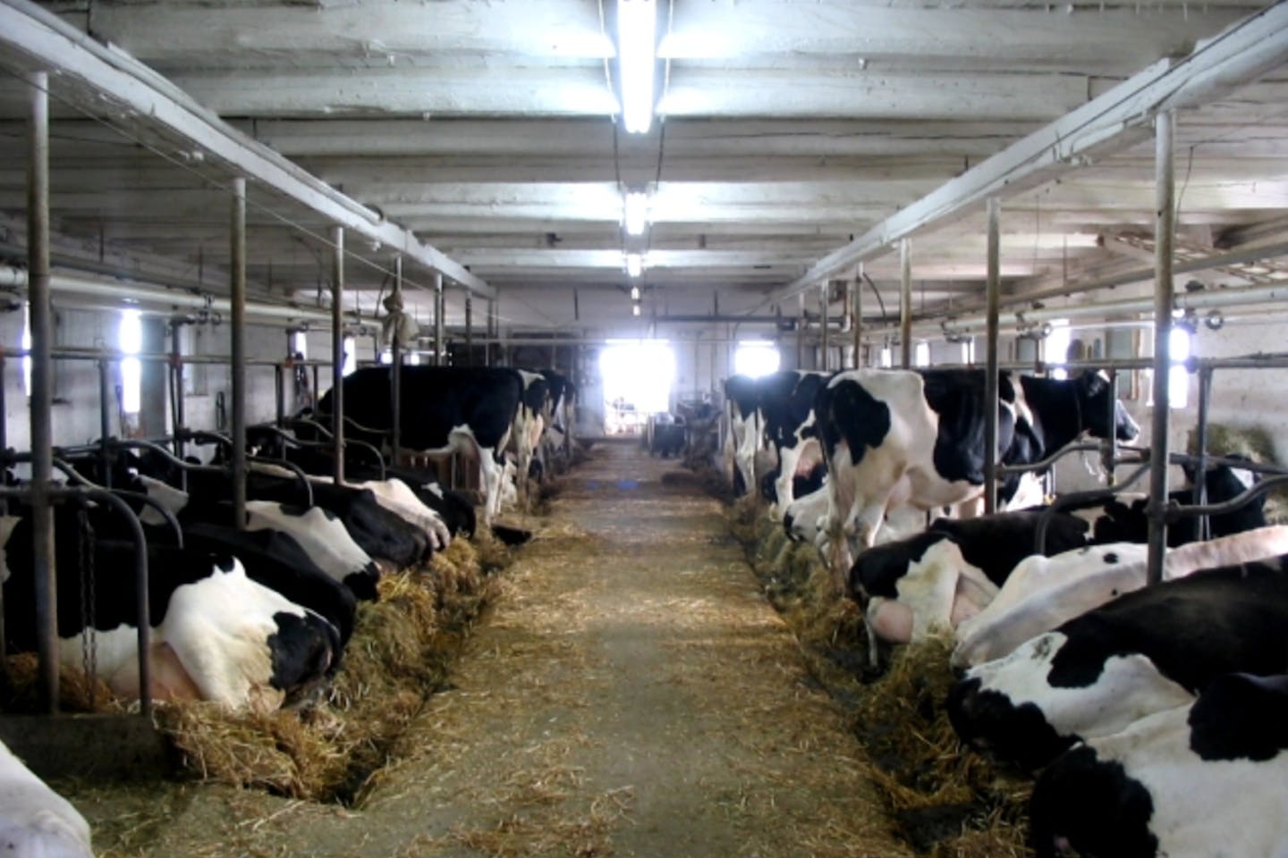 cattle farm