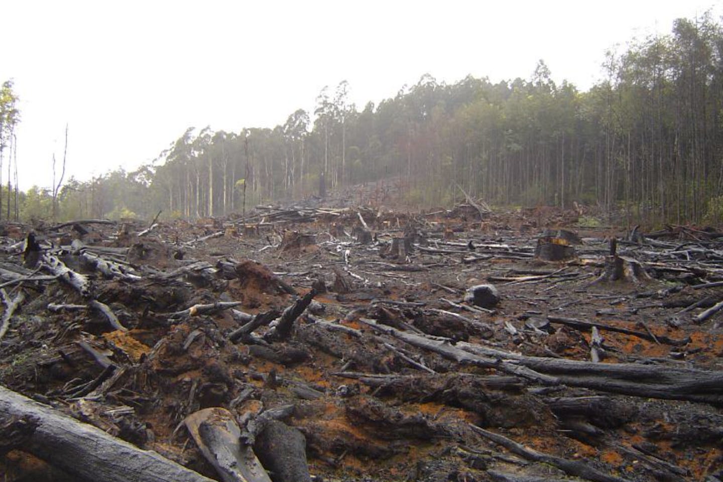 deforestation in australia