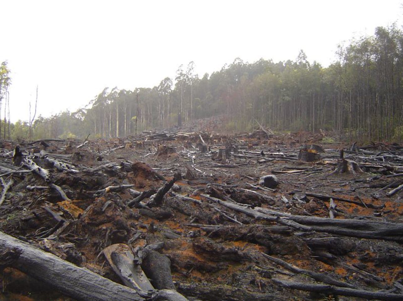 Deforestation can raise local temperatures by up to 4.5℃ — and heat  untouched areas 6km away, News, Eco-Business