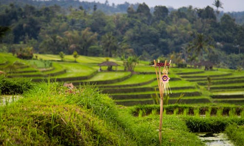 Bali’s new highway project bring concerns about agriculture and conservation areas