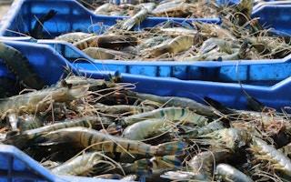 shrimp in bangladesh