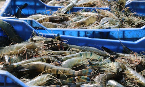 How Bangladesh’s shrimp industry is driving a freshwater crisis