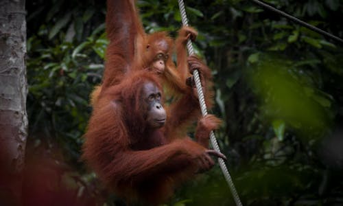 Details emerge surrounding closed-door carbon deal in Malaysian Borneo