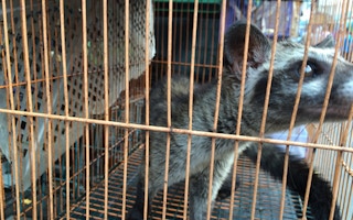 civet in cage