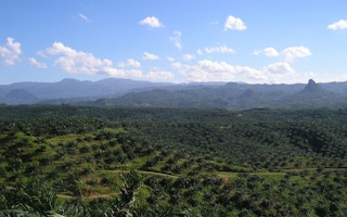 oil palm plantation in cigudeg-2021