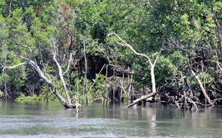 Bintan Mangroves