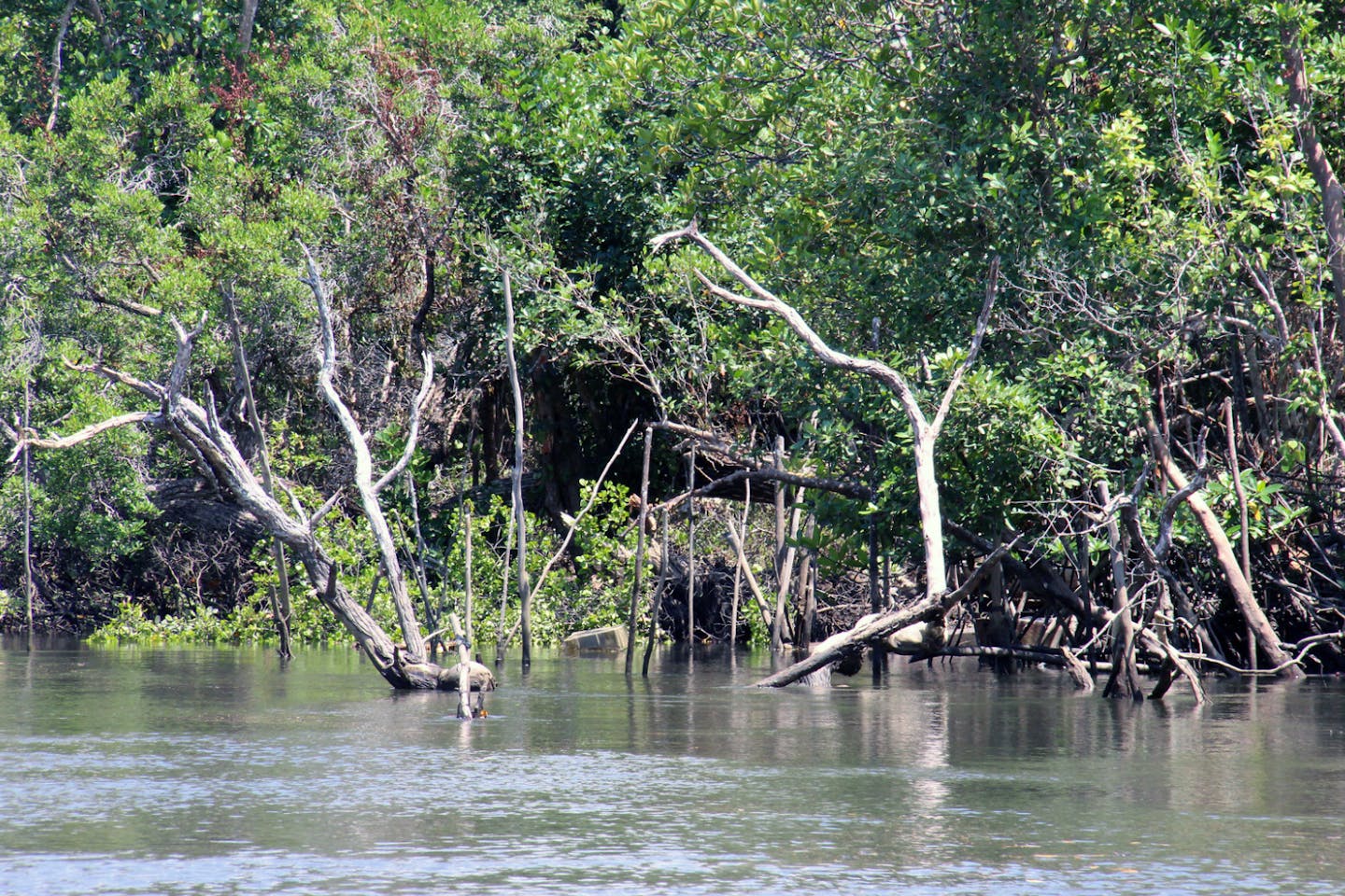 Bintan Mangroves