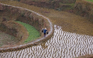 Paddy field China