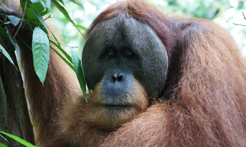 Decline in deforestation in Indonesia’s Leuser Ecosystem