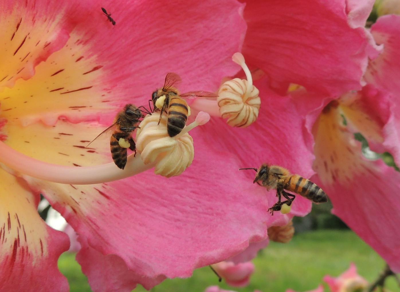 bees pollinating a flower