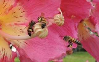 bees pollinating a flower