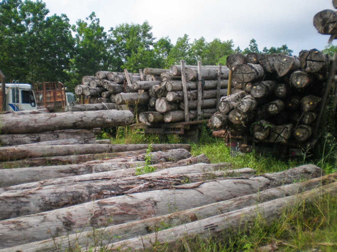 Log yard for illegal logging