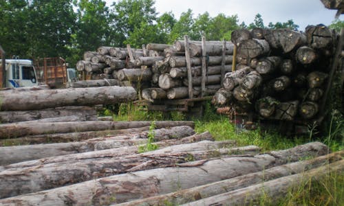 Community control of forests hasn’t decreased deforestation, Indonesia study finds