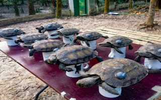 Asian giant tortoises