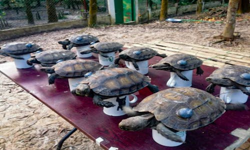 Wild release signals return of giant forest tortoises to Bangladesh hills