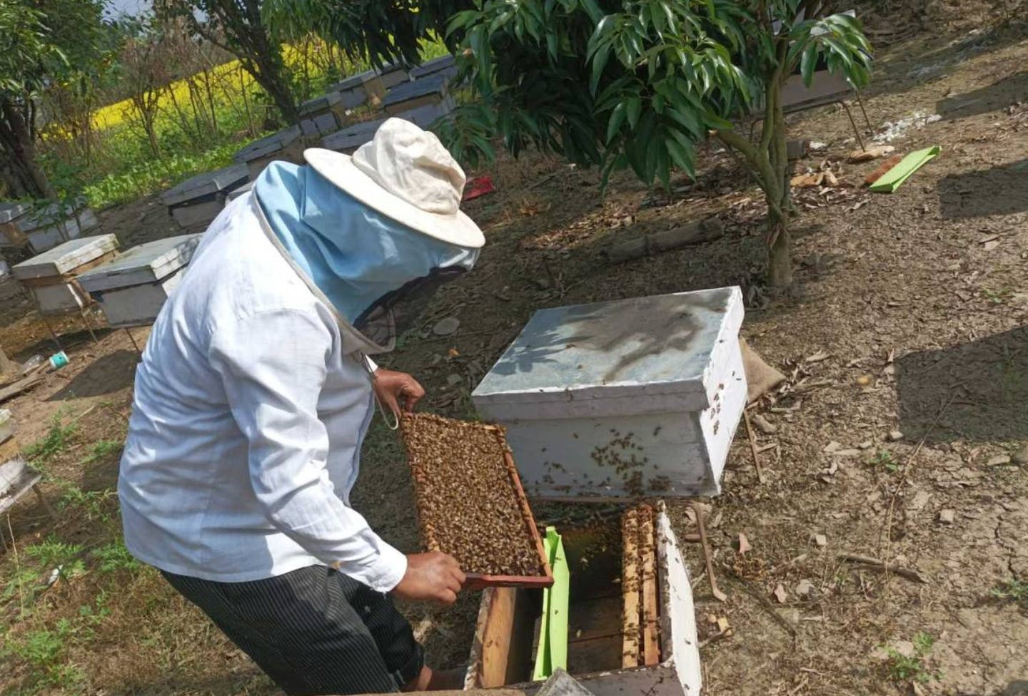 Beekeeper Chitra Bhan Khatri