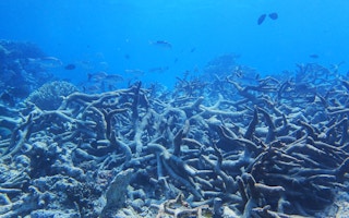 Graveyard of Staghorn coral