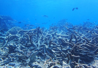 Graveyard of Staghorn coral