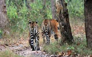 TWO TIGERS