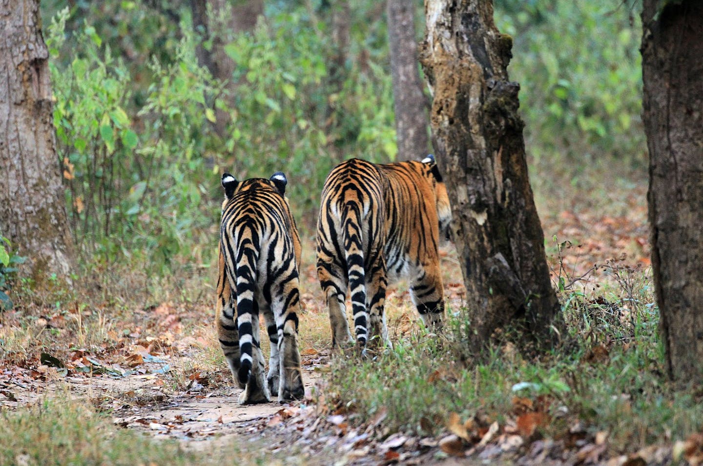 Tiger population grows 50 per cent in Thai wildlife sanctuaries - TODAY