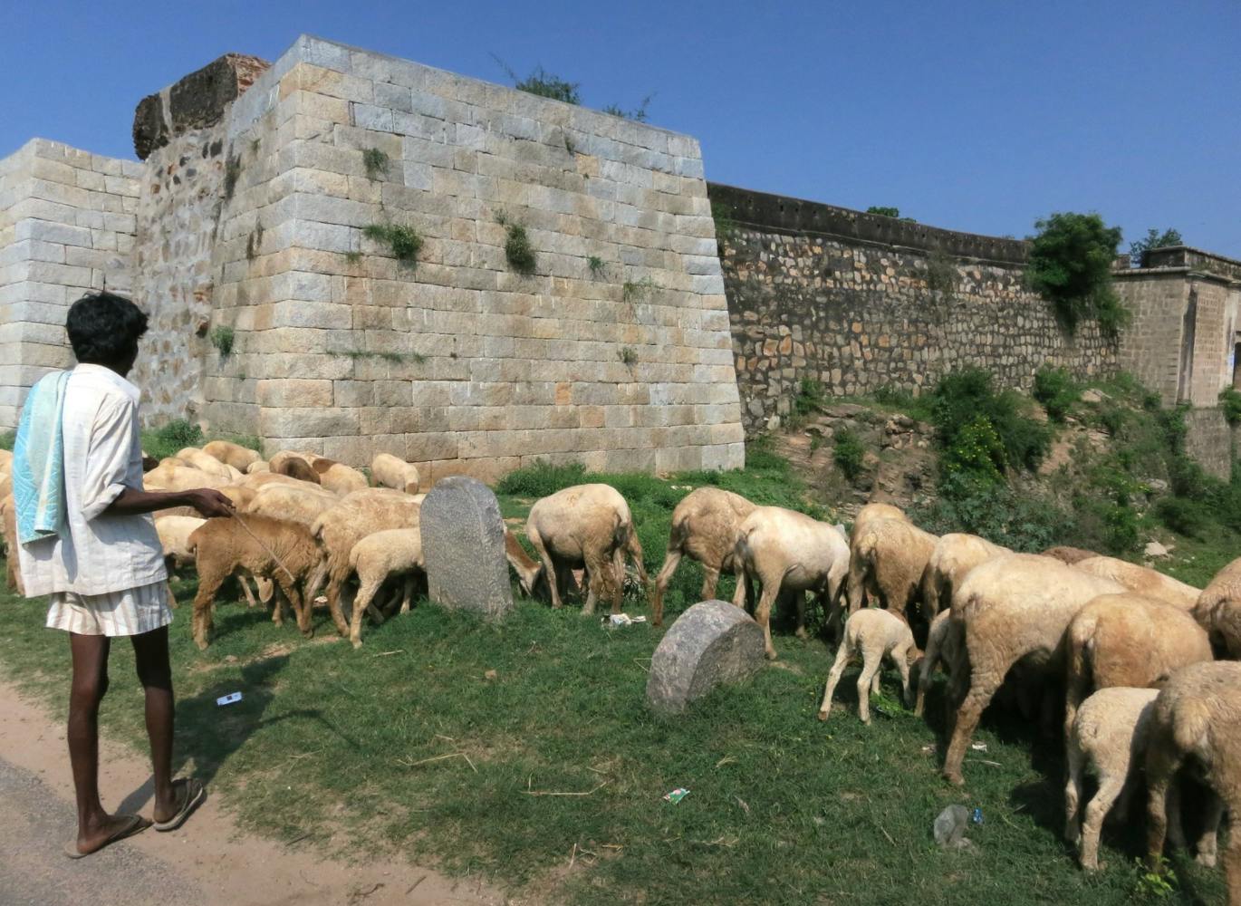 sheep in india