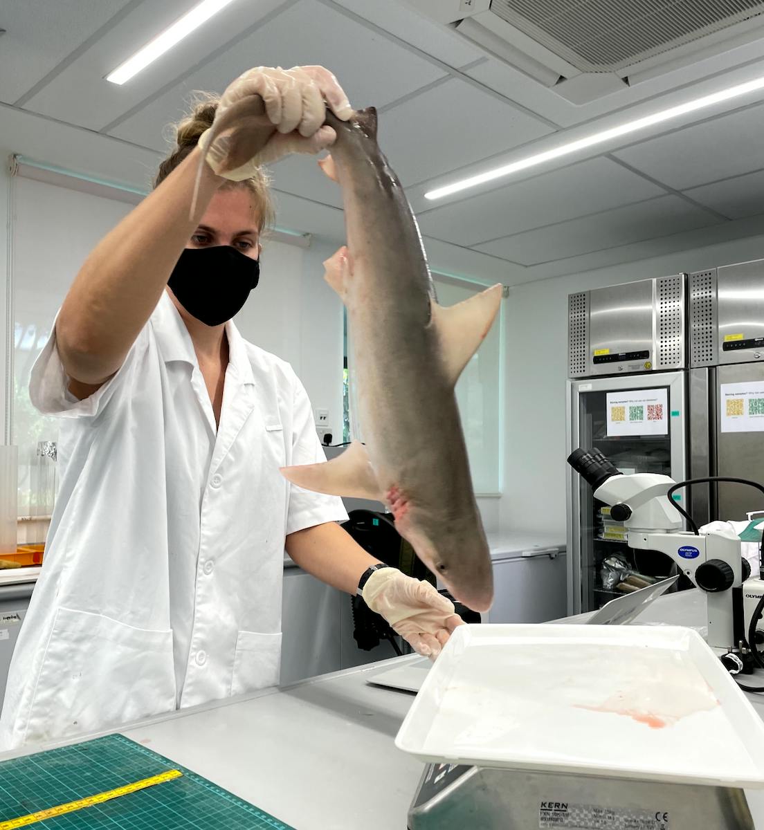 Naomi Clark-Shen examines a Blackspot shark