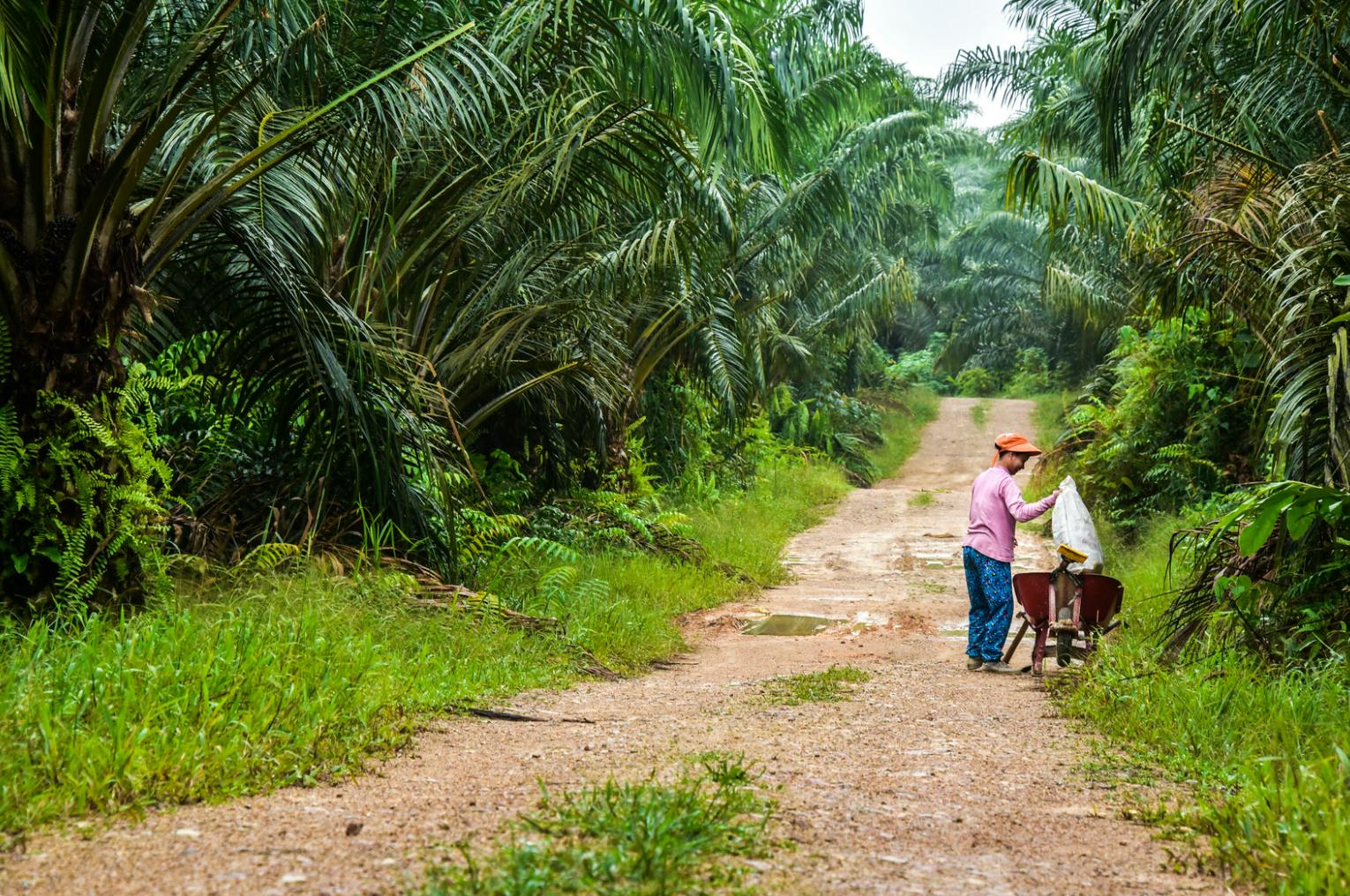 palm oil work in indonesia