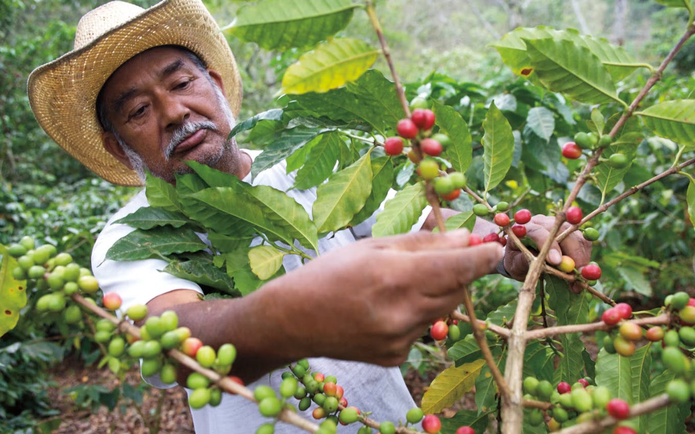 A coffee farmer in LatAm