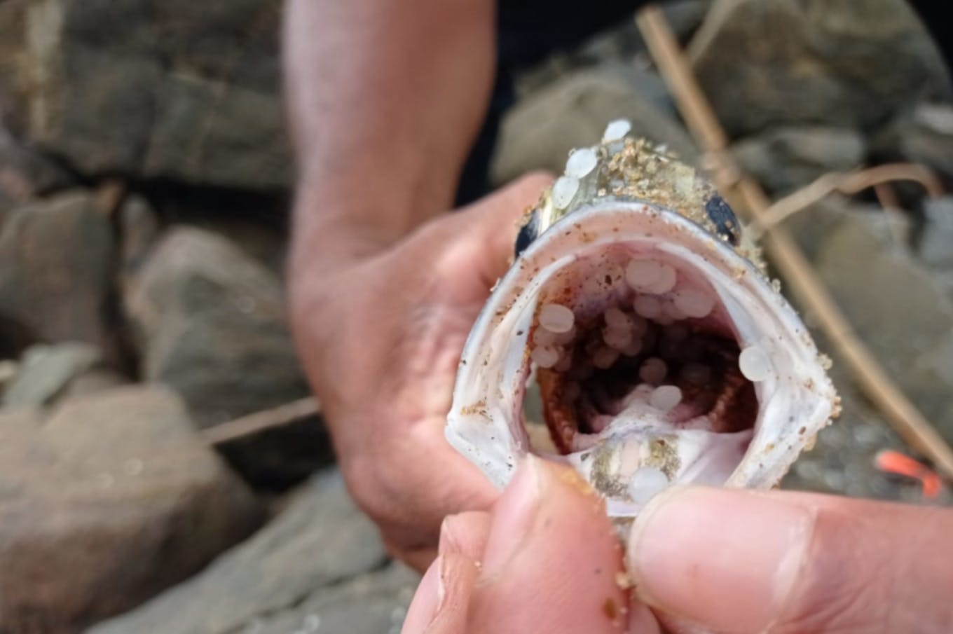 A fish contain plastic nurdles in its mouth. Image: Sri Lanka Marine Environment Protection Authority
