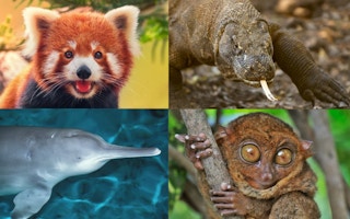 Animals on the brink: why extinctions matter | News | Eco-Business | Asia  Pacific