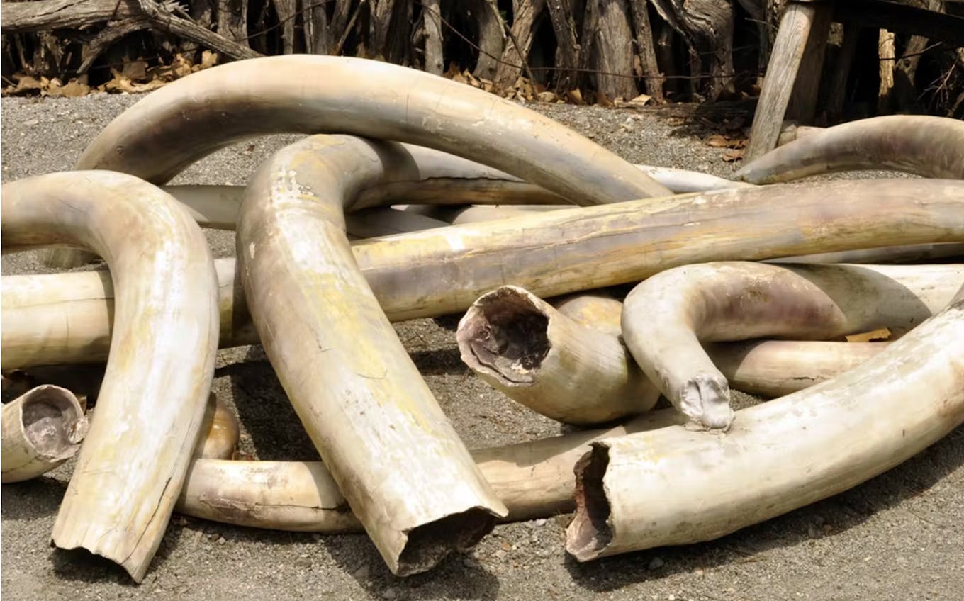 seized elephant tusks