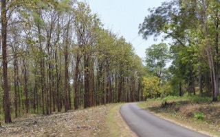Native forests (right) stand alongside monoculture teak plantations (left) in protected areas of the Western Ghats, India.