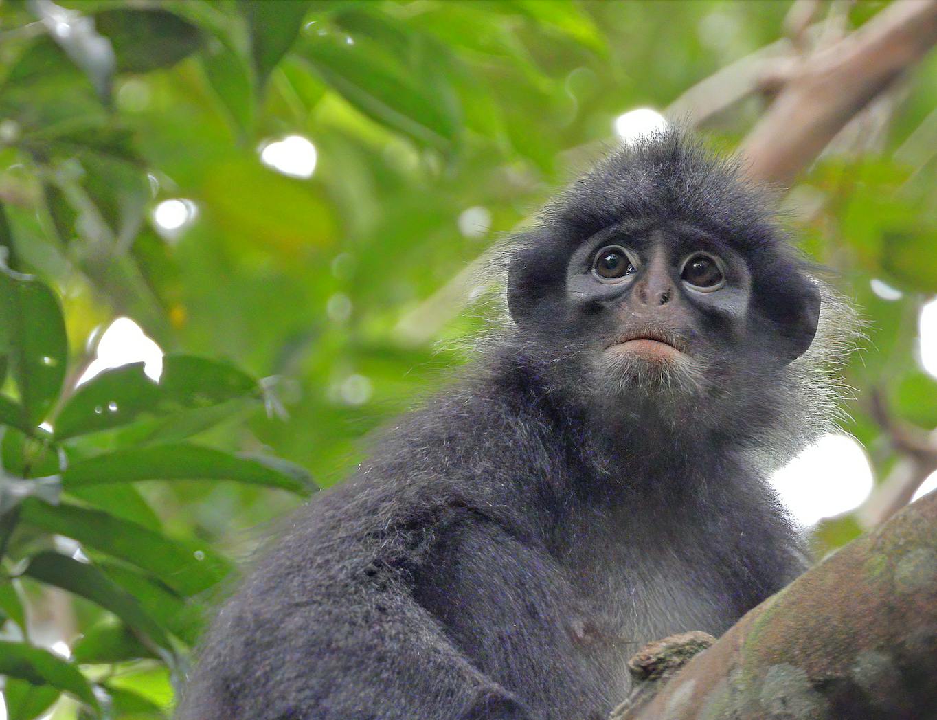 A Raffles' banded langur