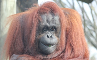 Aman, the Bornean orangutan