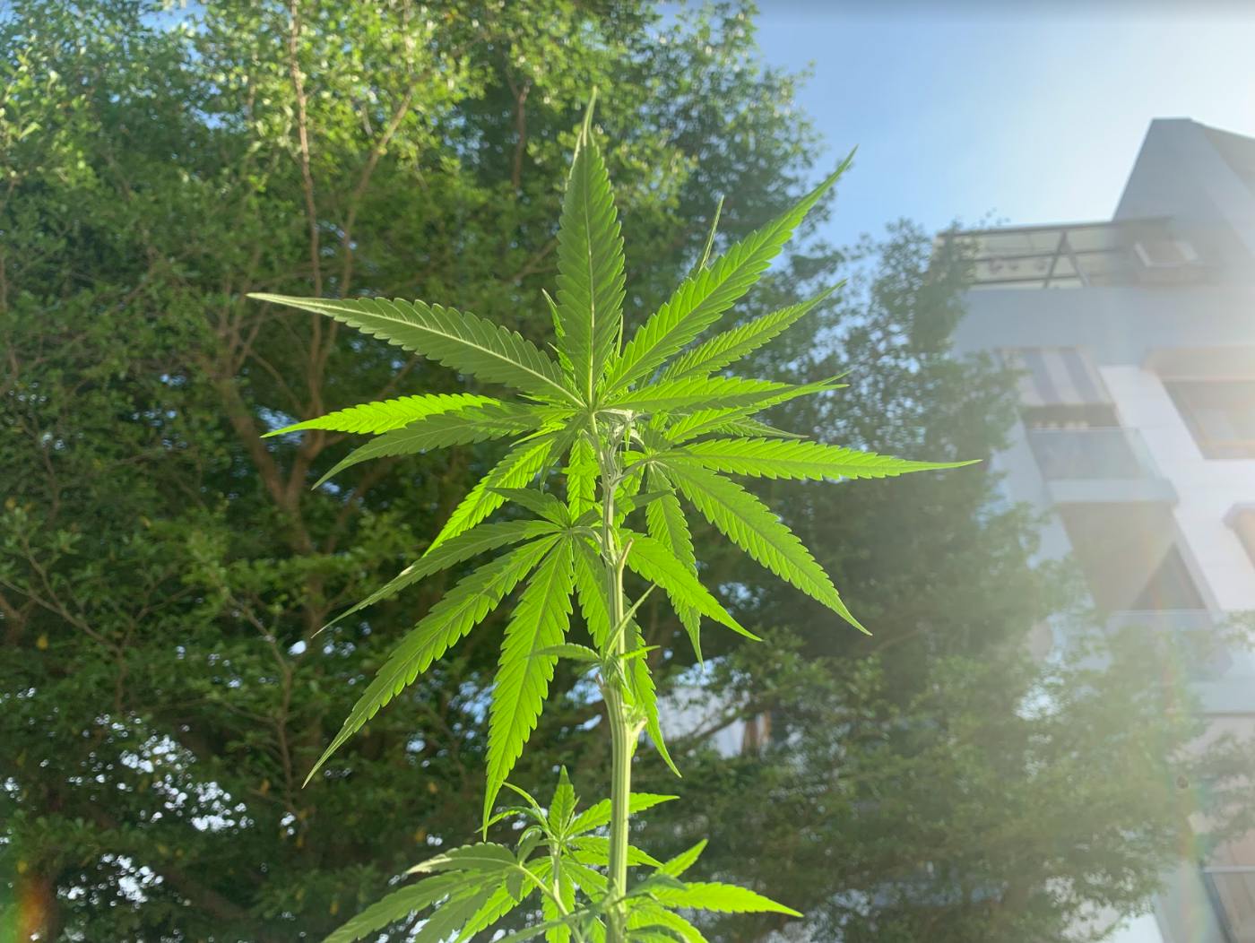 A cannabis plant
