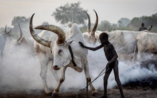 Mundari tribe boy taking care of long horns cows South Sudan