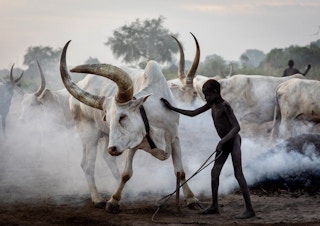 Mundari tribe boy taking care of long horns cows South Sudan