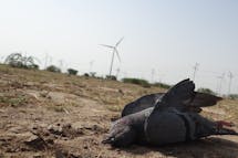 Poor planning of renewables in Asia is hurting biodiversity, say conservationists