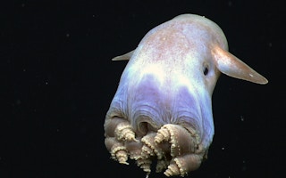 The dumbo octopus