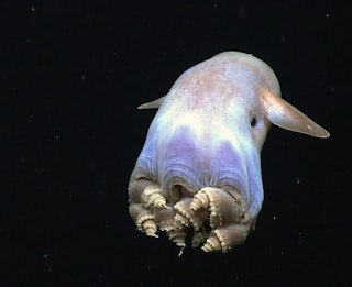 The dumbo octopus
