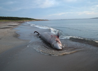 A stranded Cuvier's beaked whale.