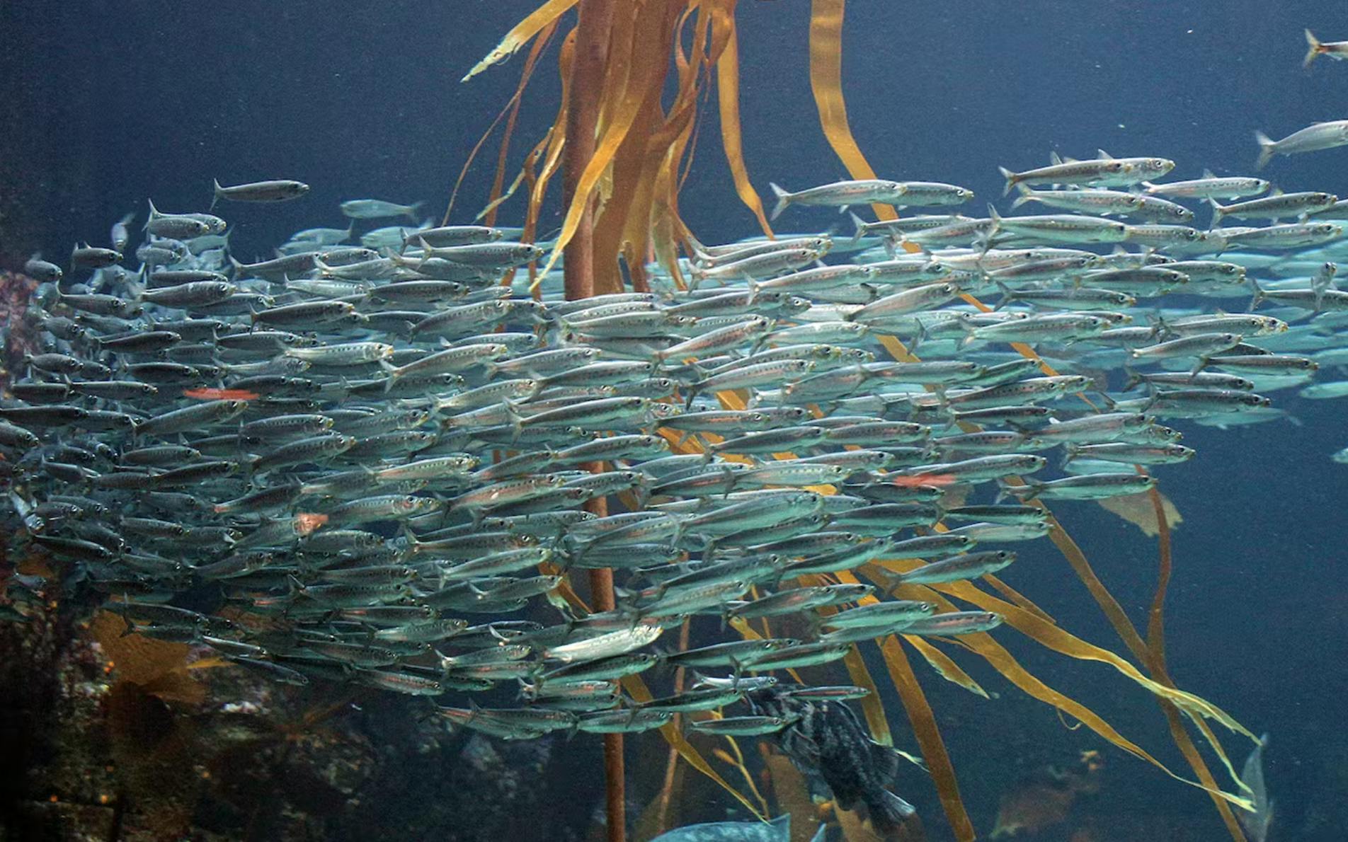 A shoal of Pacific sardines in the open ocean.
